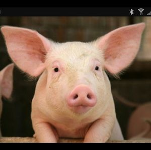 Meet your Posher, Rory